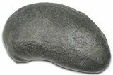 Large Fossil Whale Ear Bone - South Carolina #369273-1